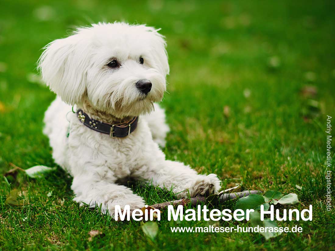 Malteser: Temperament, Pflege und alle Infos zur Hunderasse