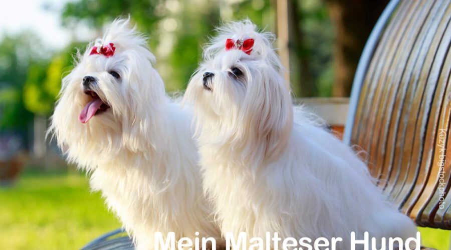 Malteser Hunderasse, Charakter