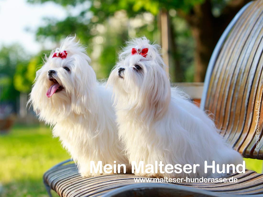 Charakter und Wesen des Malteser Hund