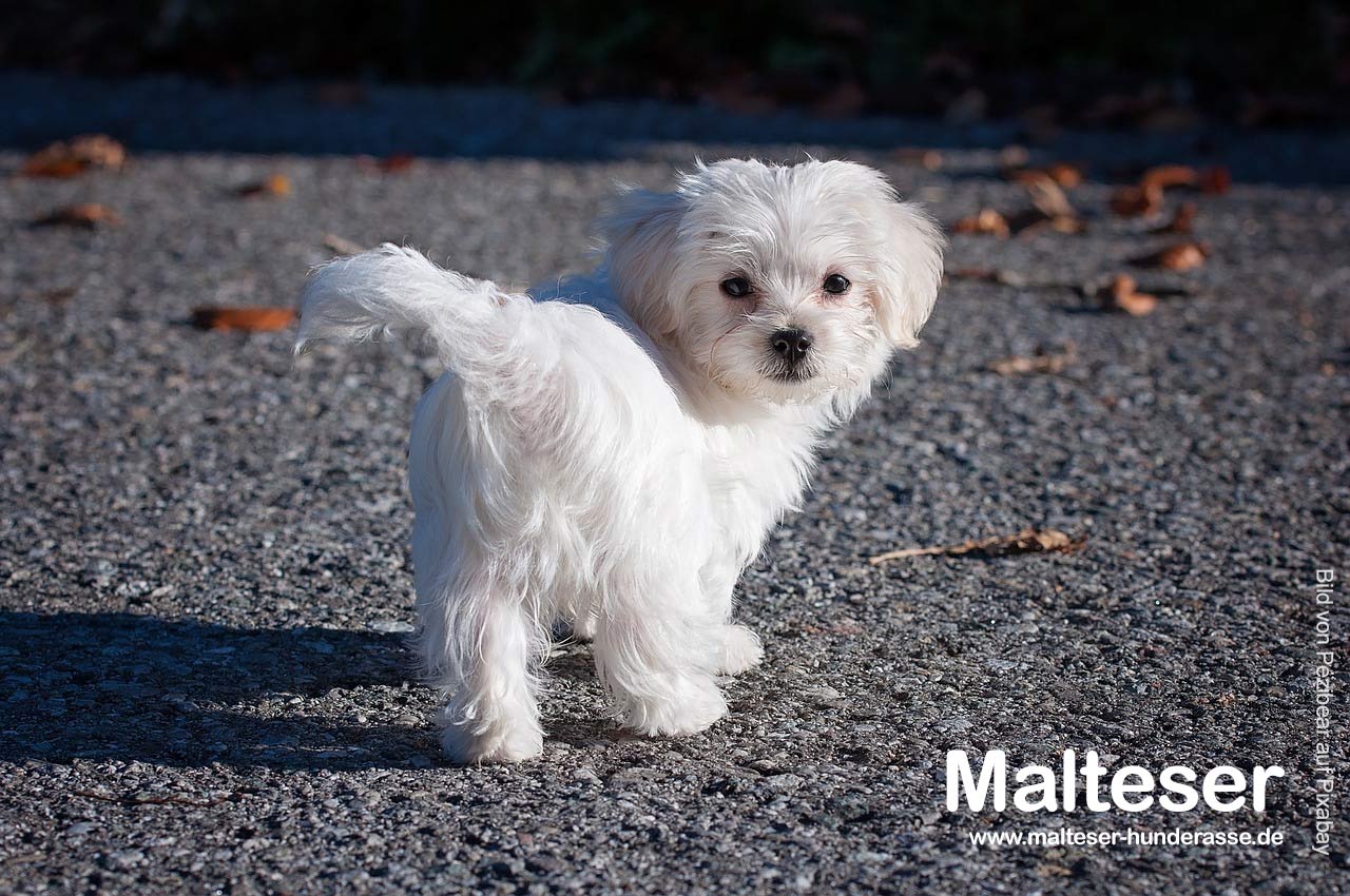 Malteser Hund