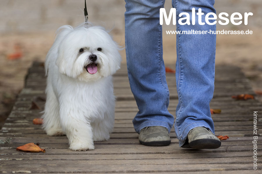 malteser-hund