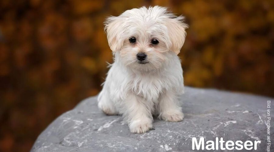 Malteser Hund