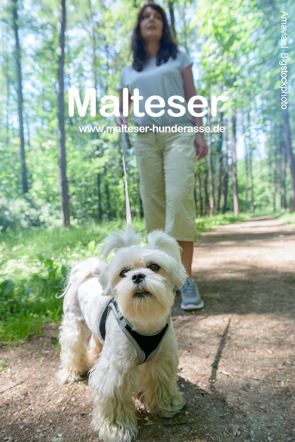 Malteser Hund