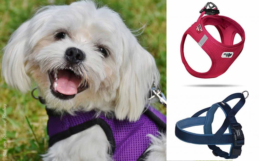 Die 9 besten Hundegeschirre für Malteser Hunde & Welpen