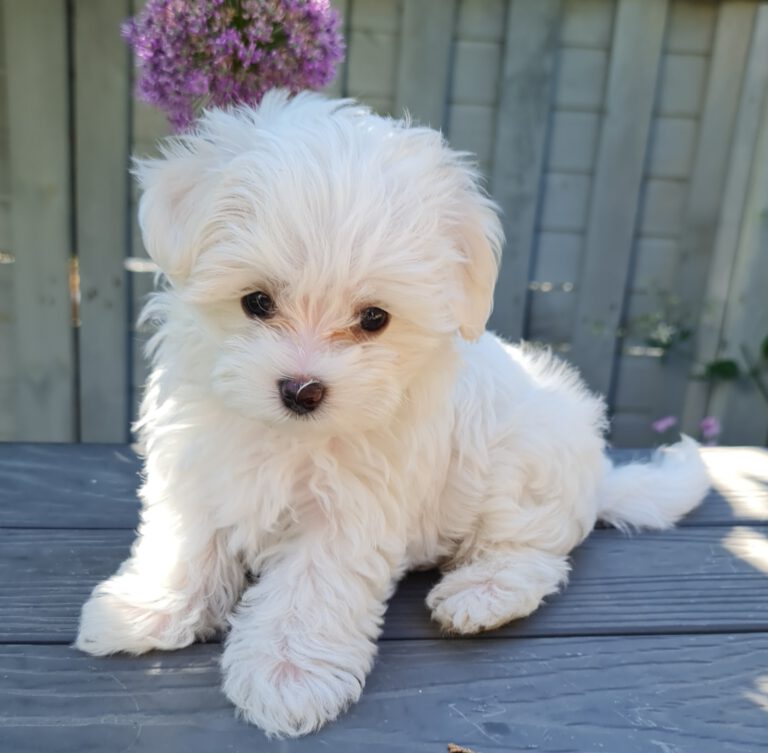 Was Kostet Ein Malteser Welpe Vom Züchter Malteser Hunde Fotos | Malteser Hunde